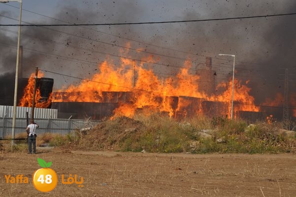 fireludkartoonmasna34 (17).JPG